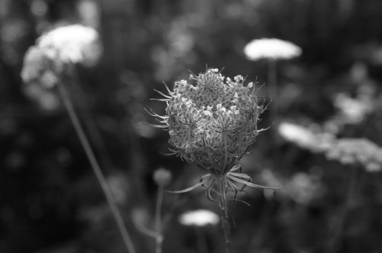 2015 07 22 HTP 000073238ebw